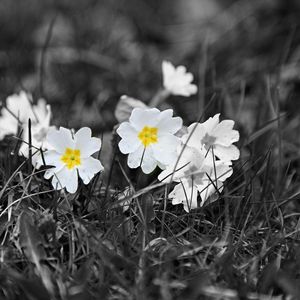 Preview wallpaper field, white, yellow, black-and-white