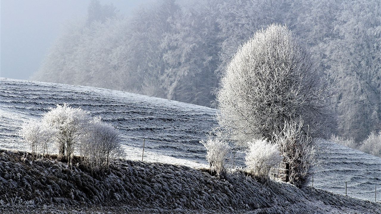 Wallpaper field, winter, frost, snow, trees