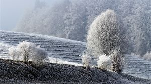 Preview wallpaper field, winter, frost, snow, trees