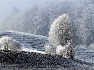 Preview wallpaper field, winter, frost, snow, trees