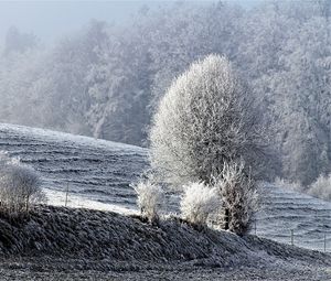 Preview wallpaper field, winter, frost, snow, trees