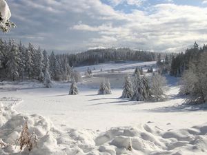 Preview wallpaper field, winter, snow, fir-trees, cover, attire, snowdrifts, clouds, sky, wood, friable