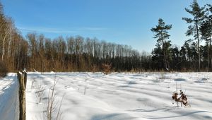 Preview wallpaper field, winter, snow, protection, trees, sky, azure, clearly, shadows, blades