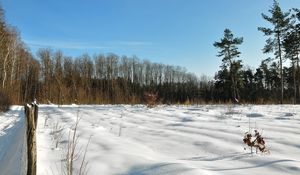 Preview wallpaper field, winter, snow, protection, trees, sky, azure, clearly, shadows, blades