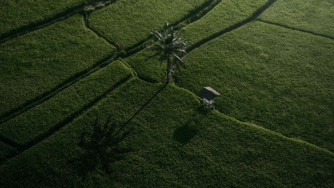 Wallpaper fields, palm tree, aerial view, green