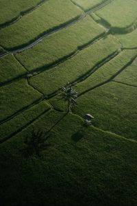 Preview wallpaper fields, palm tree, aerial view, green