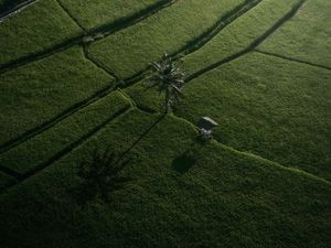 Preview wallpaper fields, palm tree, aerial view, green