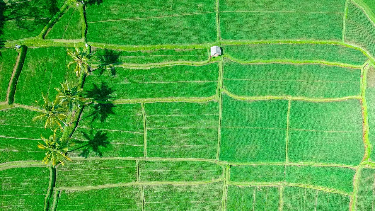 Wallpaper fields, palms, green, ubud, indonesia