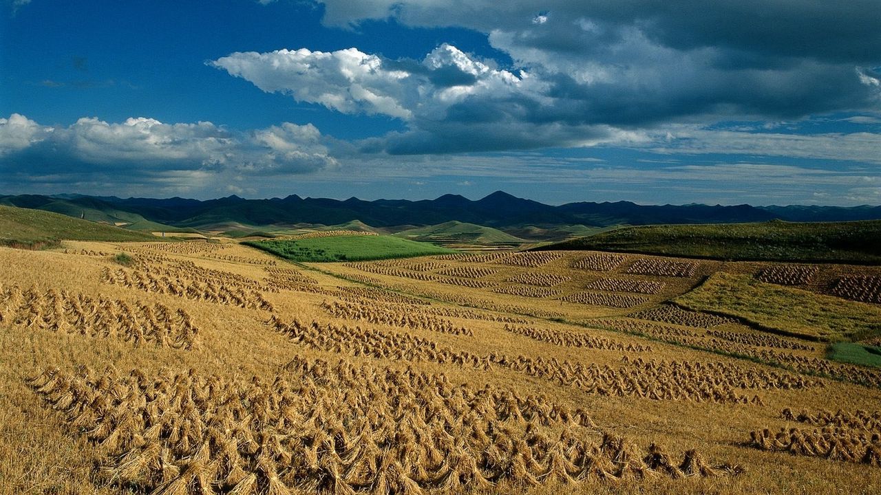 Wallpaper fields, sheaves, agriculture, hay