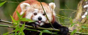 Preview wallpaper fiery panda, red panda, protruding tongue, funny