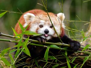 Preview wallpaper fiery panda, red panda, protruding tongue, funny