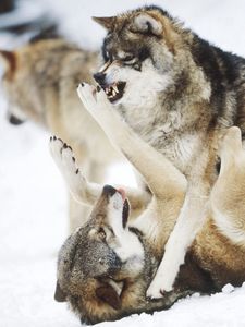 Preview wallpaper fight, predators, wolves
