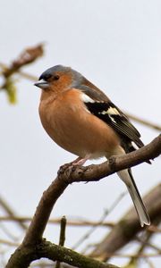 Preview wallpaper finch, bird, branches, wildlife, blur