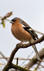 Preview wallpaper finch, bird, branches, wildlife, blur