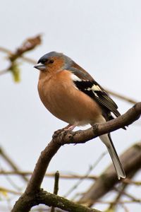 Preview wallpaper finch, bird, branches, wildlife, blur