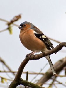 Preview wallpaper finch, bird, branches, wildlife, blur