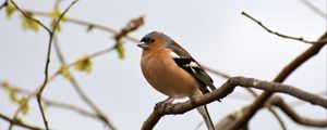 Preview wallpaper finch, bird, branches, wildlife, blur
