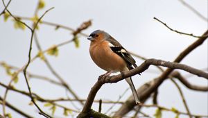 Preview wallpaper finch, bird, branches, wildlife, blur