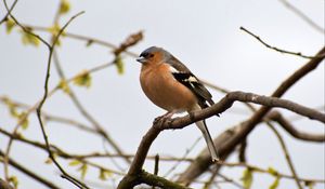 Preview wallpaper finch, bird, branches, wildlife, blur