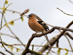 Preview wallpaper finch, bird, branches, wildlife, blur