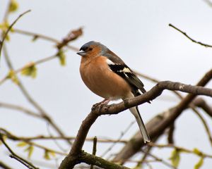 Preview wallpaper finch, bird, branches, wildlife, blur