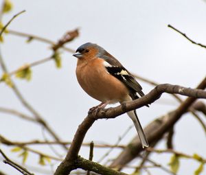Preview wallpaper finch, bird, branches, wildlife, blur