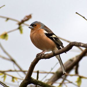 Preview wallpaper finch, bird, branches, wildlife, blur