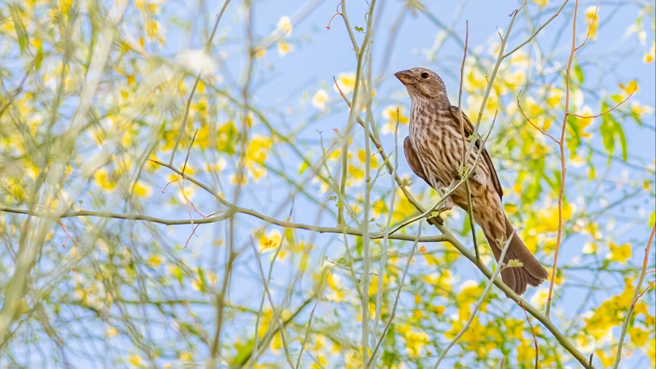 Wallpaper finch, bird, branches, wildlife