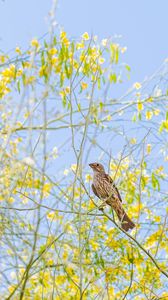 Preview wallpaper finch, bird, branches, wildlife