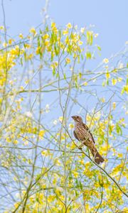 Preview wallpaper finch, bird, branches, wildlife