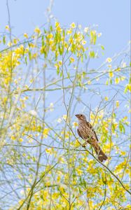 Preview wallpaper finch, bird, branches, wildlife