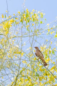 Preview wallpaper finch, bird, branches, wildlife