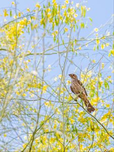 Preview wallpaper finch, bird, branches, wildlife