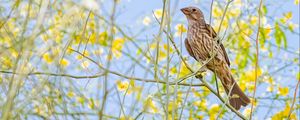 Preview wallpaper finch, bird, branches, wildlife