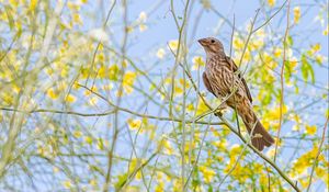 Preview wallpaper finch, bird, branches, wildlife