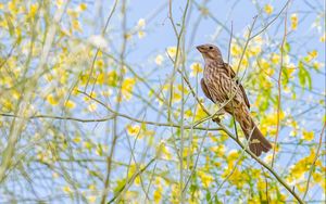 Preview wallpaper finch, bird, branches, wildlife
