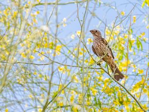 Preview wallpaper finch, bird, branches, wildlife