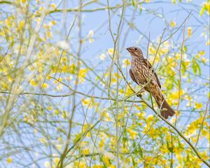 Preview wallpaper finch, bird, branches, wildlife