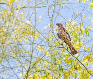 Preview wallpaper finch, bird, branches, wildlife