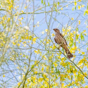 Preview wallpaper finch, bird, branches, wildlife
