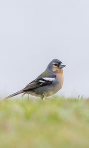 Preview wallpaper finch, bird, grass, sky, blur