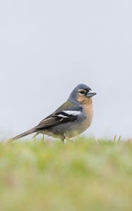 Preview wallpaper finch, bird, grass, sky, blur