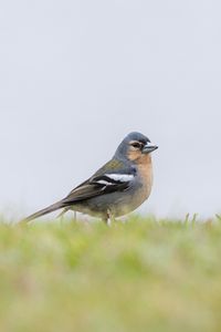 Preview wallpaper finch, bird, grass, sky, blur