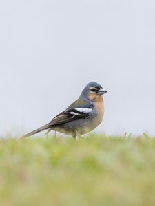 Preview wallpaper finch, bird, grass, sky, blur