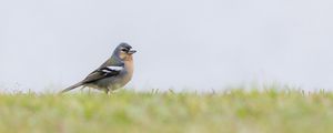 Preview wallpaper finch, bird, grass, sky, blur