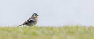 Preview wallpaper finch, bird, grass, sky, blur