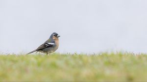 Preview wallpaper finch, bird, grass, sky, blur