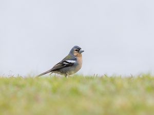 Preview wallpaper finch, bird, grass, sky, blur