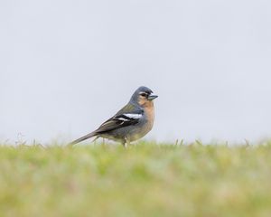 Preview wallpaper finch, bird, grass, sky, blur