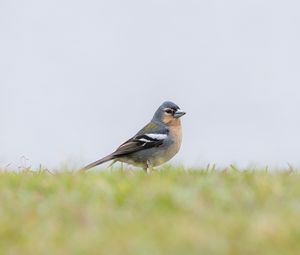 Preview wallpaper finch, bird, grass, sky, blur